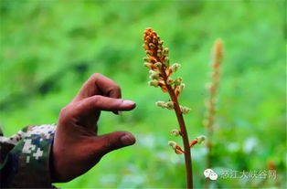 天麻兄弟 的天麻基地在哪里 規(guī)模有多大 記者帶您扒真相