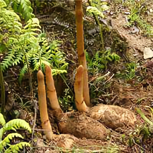 天麻兩菌及種子