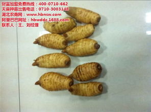 天麻 天麻種植技術(shù) 招商加盟 認證商家 高清圖片 高清大圖