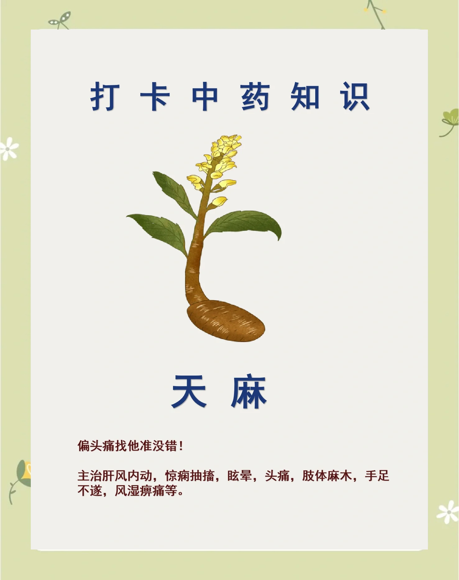 天麻:偏頭痛的天然解決方案