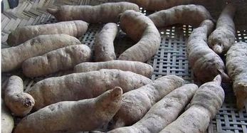 鮮天麻怎么晾曬成干麻