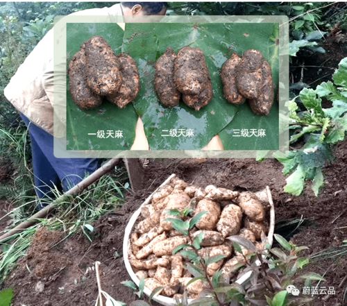 有料 冬季滋補(bǔ)食材到貨,集美們安排起來